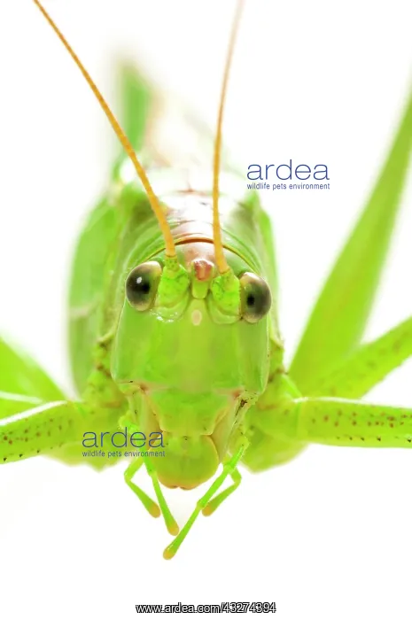 : Green grasshopper, great green bush cricket (Tettigonia : Green grasshopper, great green bush cricket (Tettigonia