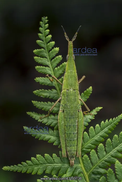 : Green grasshopper (Omura congrua) Putumayo, Colombia : Green grasshopper (Omura congrua) Putumayo, Colombia