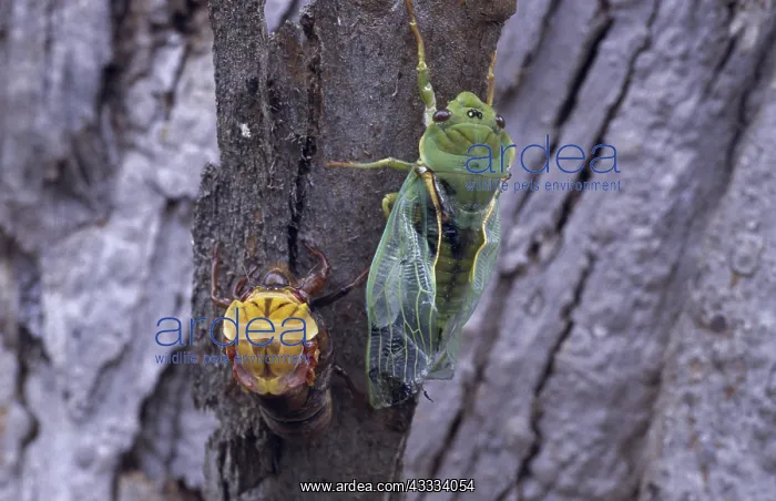 : Green Grocer Cicada : Green Grocer Cicada
