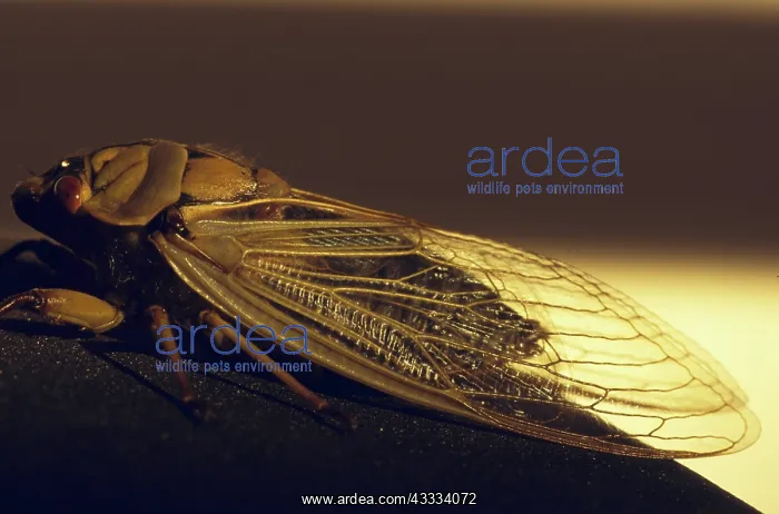 : Green Grocer Cicada : Green Grocer Cicada