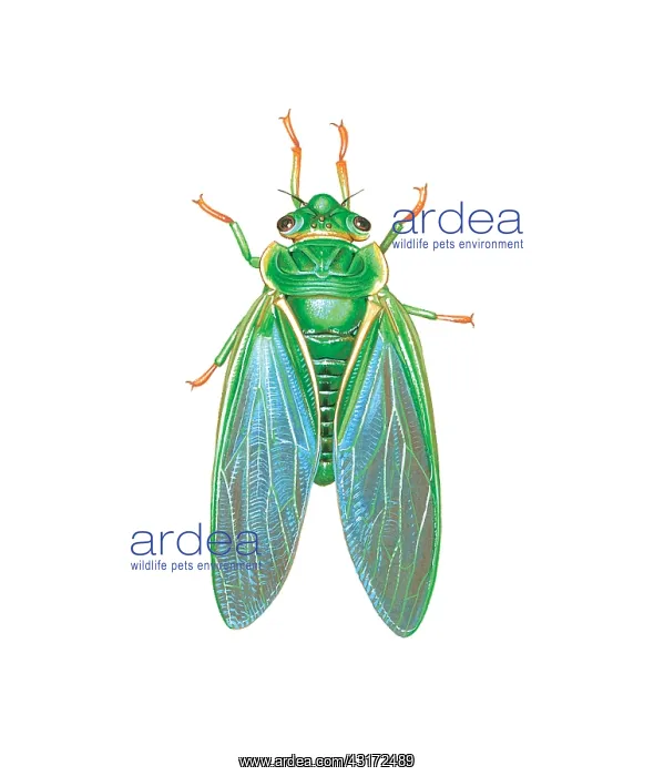 : Green Grocer Cicada. A species of Cicada and one : Green Grocer Cicada. A species of Cicada and one