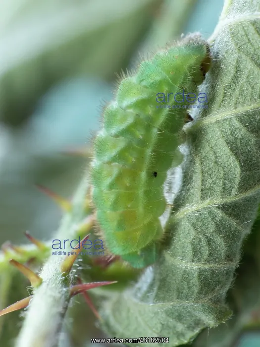 : Green Hairstreak : Green Hairstreak