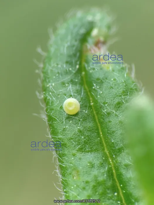 : Green Hairstreak : Green Hairstreak