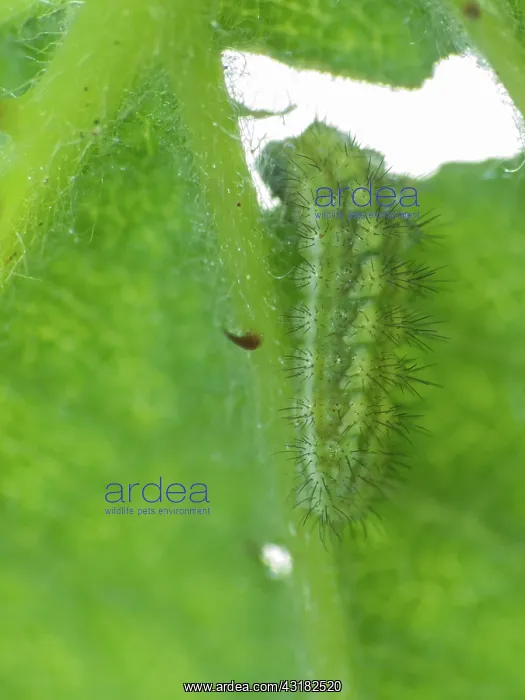 : Green Hairstreak : Green Hairstreak