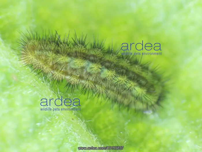  : Green Hairstreak