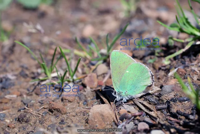  : Green Hairstreak Butterfly