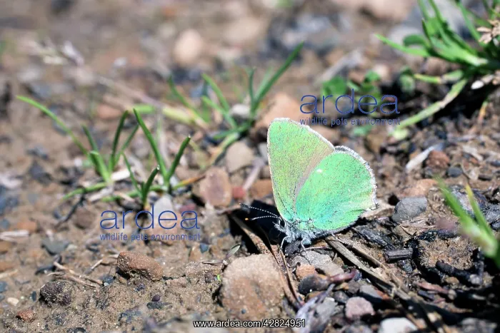 : Green Hairstreak Butterfly : Green Hairstreak Butterfly