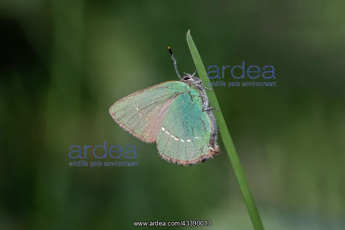 : Green Hairstreak Butterfly - UK : Green Hairstreak Butterfly - UK