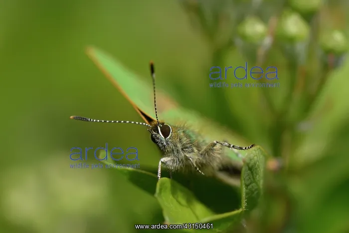 : Green hairstreak (Callophrys rubi) : Green hairstreak (Callophrys rubi)