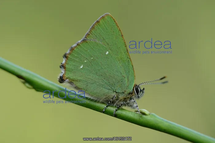 : Green hairstreak (Callophrys rubi) : Green hairstreak (Callophrys rubi)