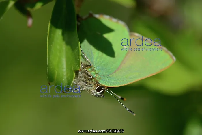 : Green hairstreak (Callophrys rubi) : Green hairstreak (Callophrys rubi)