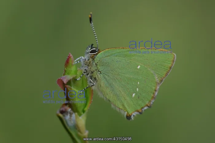 : Green hairstreak (Callophrys rubi) : Green hairstreak (Callophrys rubi)