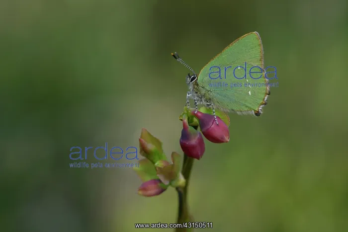 : Green hairstreak (Callophrys rubi) : Green hairstreak (Callophrys rubi)
