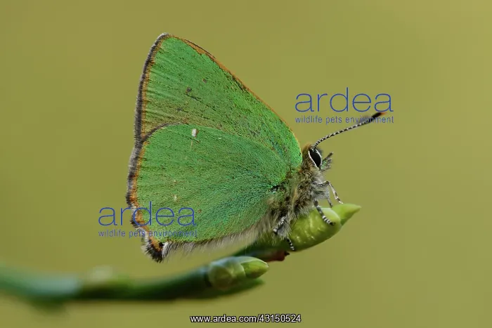 : Green hairstreak (Callophrys rubi) : Green hairstreak (Callophrys rubi)