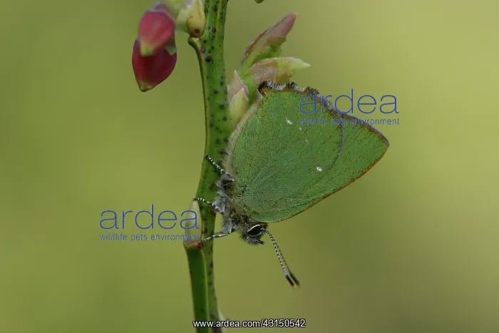 : Green hairstreak (Callophrys rubi) : Green hairstreak (Callophrys rubi)