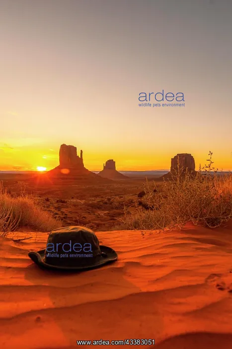 : A green hat on the red sand at dawn in Monument : A green hat on the red sand at dawn in Monument