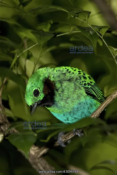 : Green-headed Tanager : Green-headed Tanager
