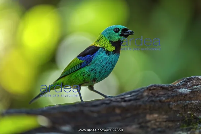 : Green-headed Tanager, Atlantic Forest, Sao Paulo : Green-headed Tanager, Atlantic Forest, Sao Paulo