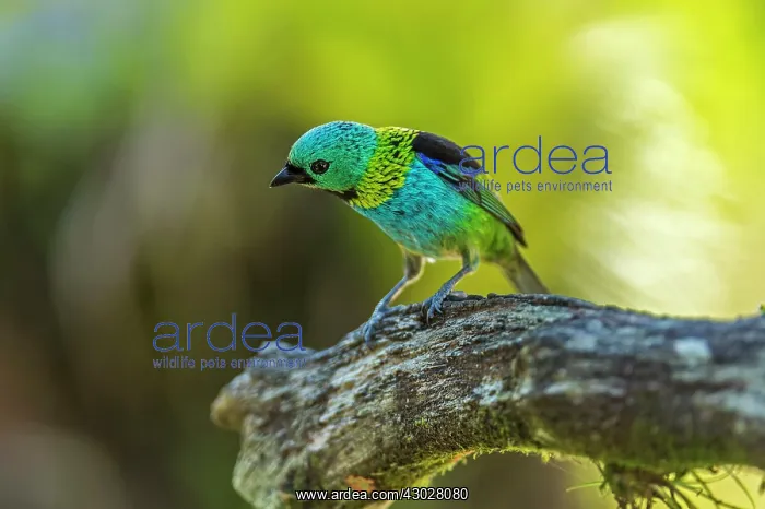 : Green-headed Tanager, Atlantic Forest, Sao Paulo : Green-headed Tanager, Atlantic Forest, Sao Paulo