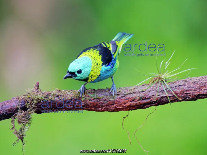 : Green Headed Tanager Tangara seledon Atlantic Forest : Green Headed Tanager Tangara seledon Atlantic Forest