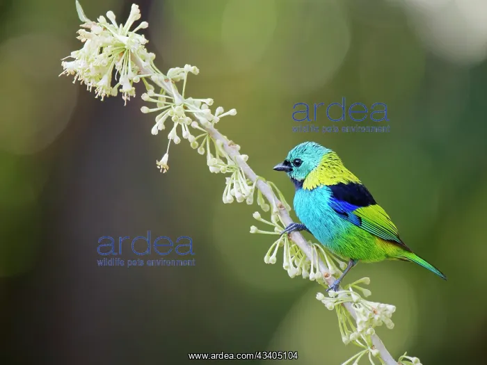 : Green Headed Tanager Tangara seledon Atlantic Forest : Green Headed Tanager Tangara seledon Atlantic Forest