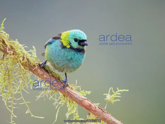 : Green Headed Tanager Tangara seledon Atlantic Forest : Green Headed Tanager Tangara seledon Atlantic Forest
