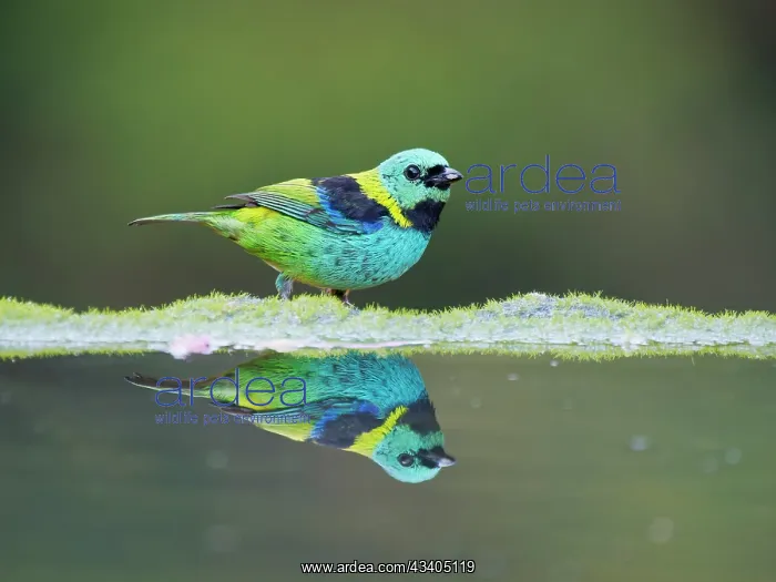 : Green Headed Tanager Tangara seledon Atlantic Forest : Green Headed Tanager Tangara seledon Atlantic Forest