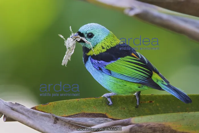 : Green-headed Tanager (Tangara seledon) perched on a branch : Green-headed Tanager (Tangara seledon) perched on a branch