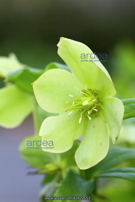 : Green Hellebore : Green Hellebore