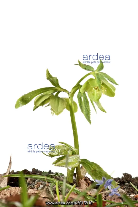 : Green Hellebore : Green Hellebore