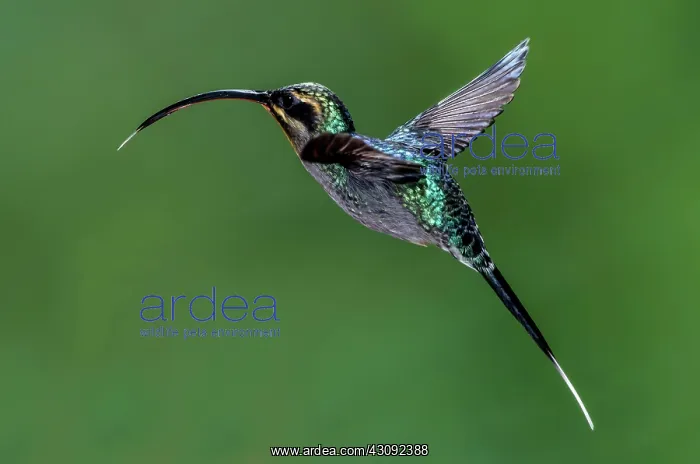 : Green Hermit Hummingbird : Green Hermit Hummingbird