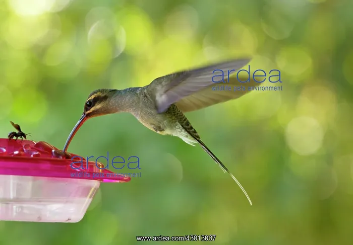 : Green Hermit Hummingbird female at feeder Trinidad : Green Hermit Hummingbird female at feeder Trinidad