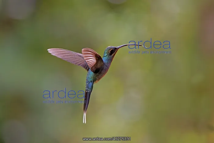 : Green Hermit Hummingbird - in flight Phaethornis guy Alajuel : Green Hermit Hummingbird - in flight Phaethornis guy Alajuel