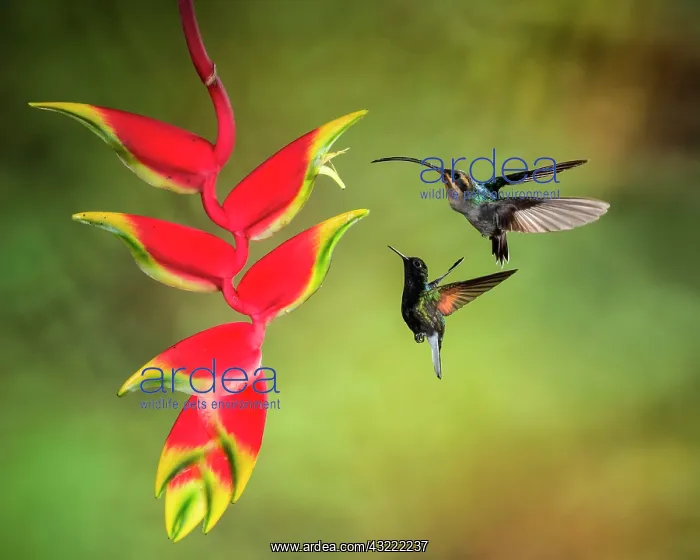 : Green Hermit (Phaethornis guy) and Black-bellied : Green Hermit (Phaethornis guy) and Black-bellied