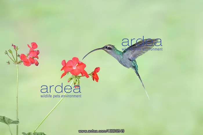 : Green hermit Phaethornis guy Female hummingbird Feedi : Green hermit Phaethornis guy Female hummingbird Feedi