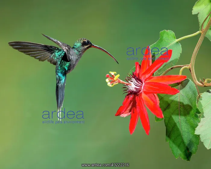 : Green Hermit (Phaethornis guy), hovers by a passion : Green Hermit (Phaethornis guy), hovers by a passion