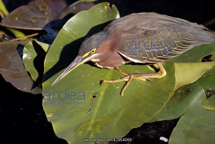 : Green Heron : Green Heron