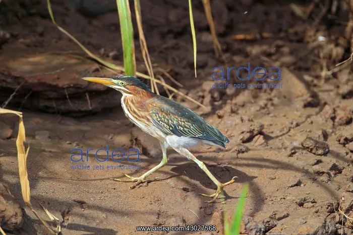 : Green Heron : Green Heron