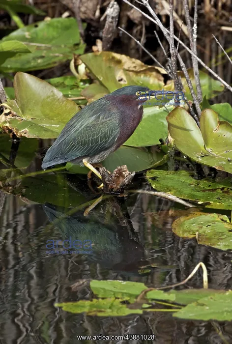 : Green Heron : Green Heron
