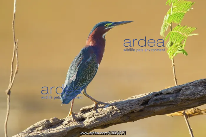 : Green Heron : Green Heron