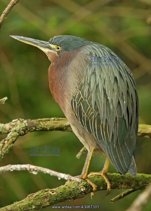 : Green Back Heron : Green Back Heron