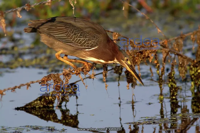 : Green Heron : Green Heron