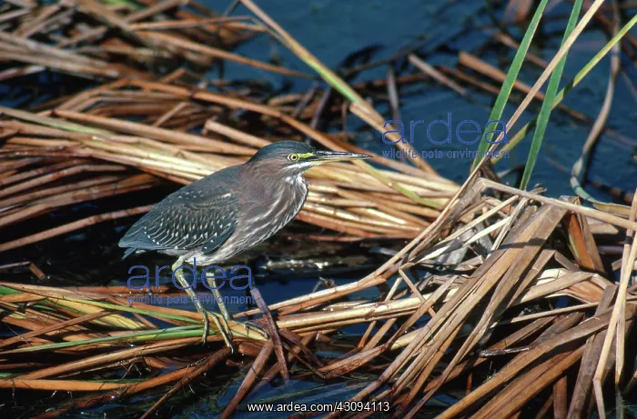 : Green Heron : Green Heron