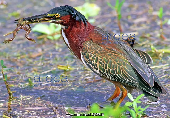 : Green Back Heron : Green Back Heron