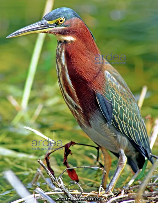 : Green Back Heron : Green Back Heron