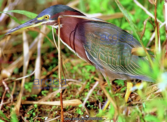 : Green Back Heron : Green Back Heron