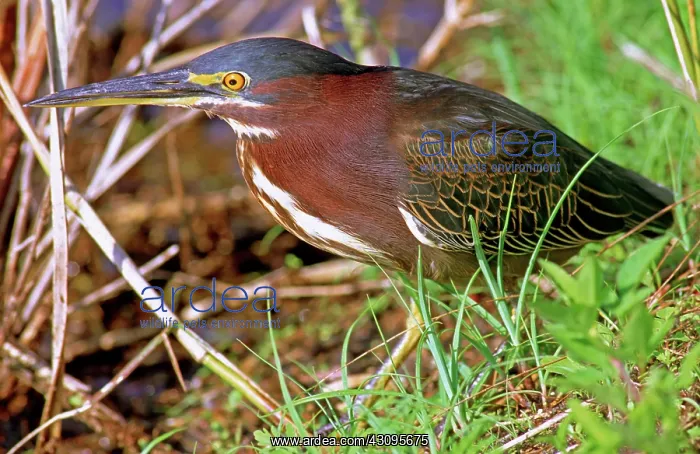 : Green Back Heron : Green Back Heron