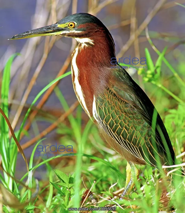 : Green Back Heron : Green Back Heron