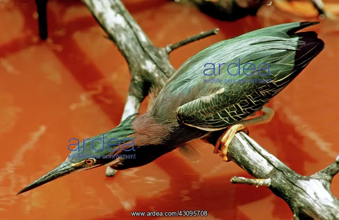 : Green Back Heron : Green Back Heron