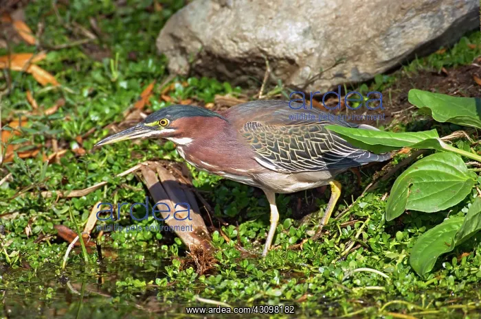 : Green Heron : Green Heron